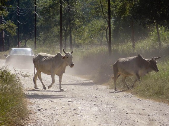 Cows Crossing The Road