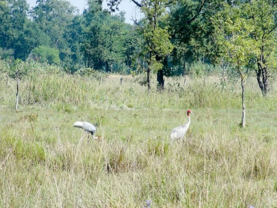 Cranes