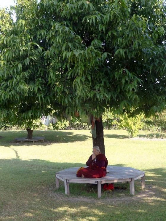 Meditating Under A Tree