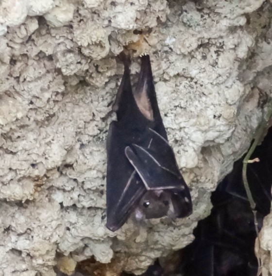 Bat Hanging Upside-Down