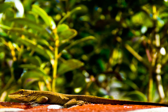 Suburban Safari - Taken 10-Jan-2013 - Raleigh, NC, USA