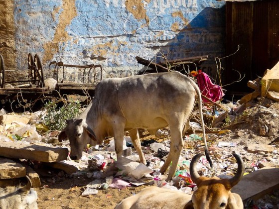 Cows Eating Garbage