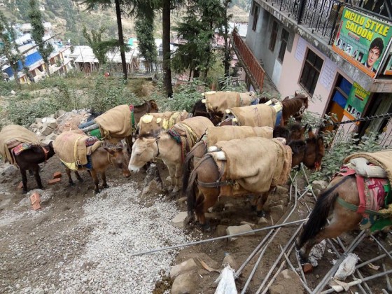 Horse Parking Lot