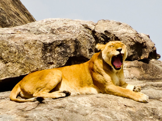 A Lion Roaring In The Tanzanian Serengeti 