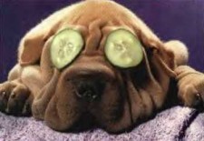 pamper yourself dog cucumbers on eyes
