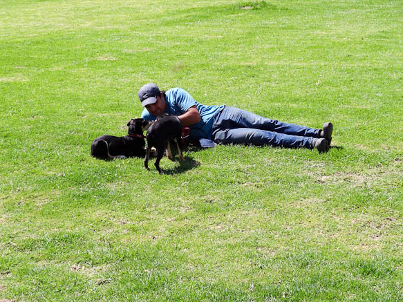 trainer with dogs