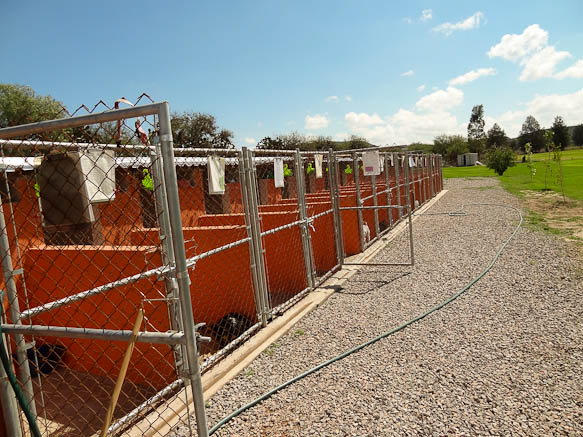 dog shelter in san luis potosi