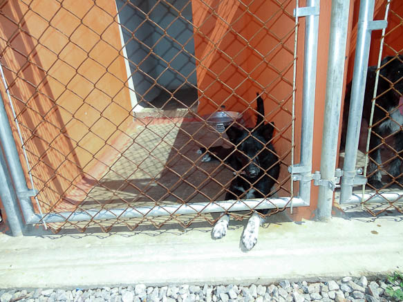 dog in cage at shelter in san luis potosi