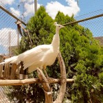 Albino Peacock