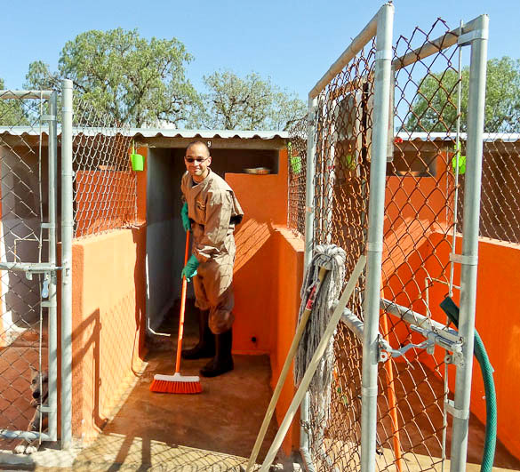 me working at el perro abandonado dog shelter in san luis potosi