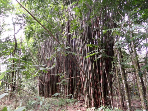 Bamboo In Costa Rica Bamboo In Costa Rica