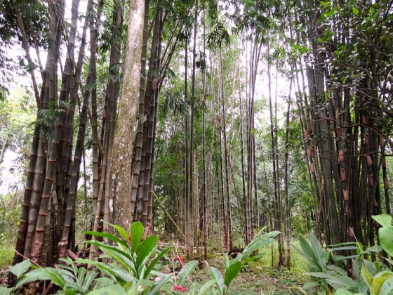 Bamboo In Costa Rica Bamboo In Costa Rica