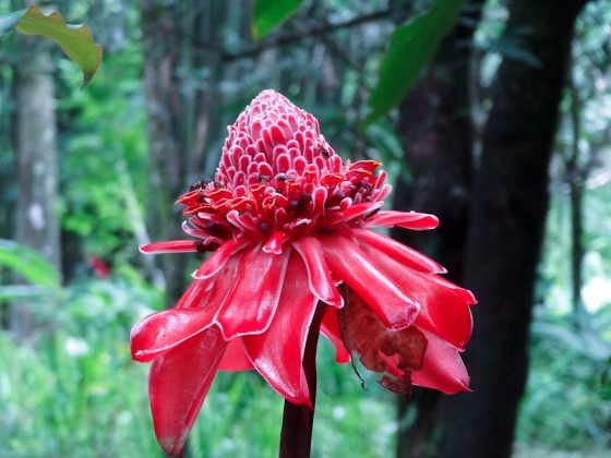 Beautiful Plants In Costa Rica Beautiful Plants In Costa Rica