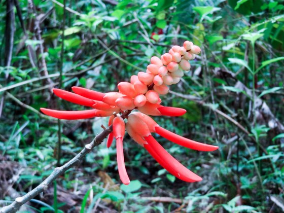 Beautiful Plants In Costa Rica Beautiful Plants In Costa Rica