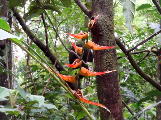Beautiful Plants In Costa Rica Beautiful Plants In Costa Rica