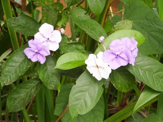 Beautiful Plants In Costa Rica Beautiful Plants In Costa Rica
