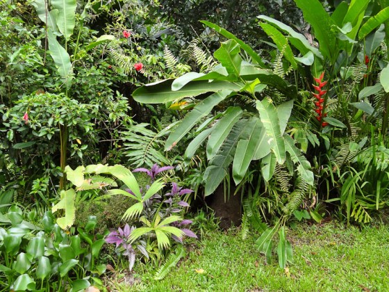 Beautiful Plants In Costa Rica Beautiful Plants In Costa Rica