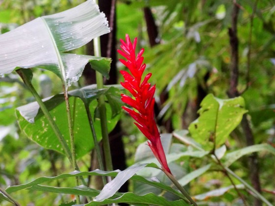 Beautiful Plants In Costa Rica Beautiful Plants In Costa Rica