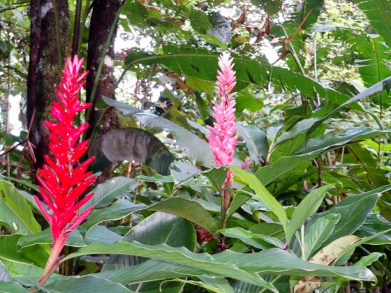 Beautiful Plants In Costa Rica Beautiful Plants In Costa Rica