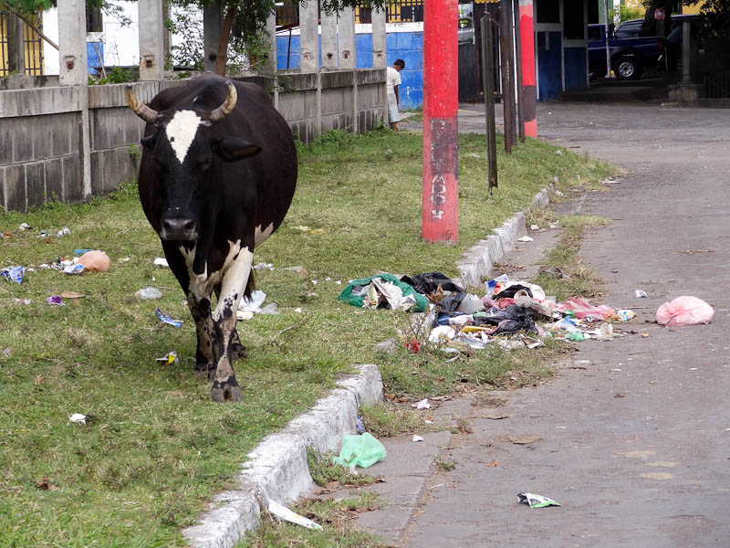 Cow With Garbage Right Next To Lake