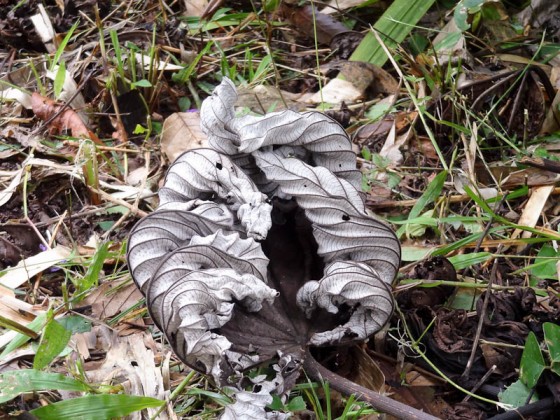 Dead Leaf Dead Leaf