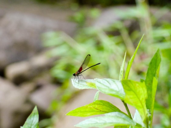 Dragon Fly Dragon Fly