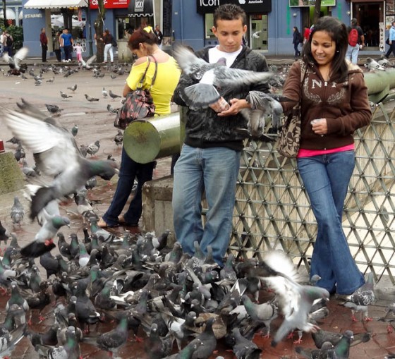 Feeding Pigeons In Plaza de las Artes