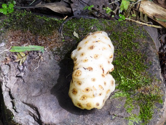 Noni Fruit Noni Fruit