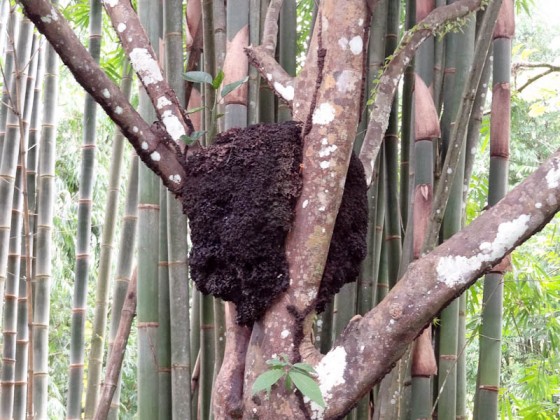 Termite Mound In A Tree Termite Mound In A Tree
