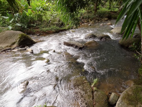 The Creek The Creek
