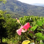 Flower With A View - Taken 9-Dec-2011 - Portobelo, Panama