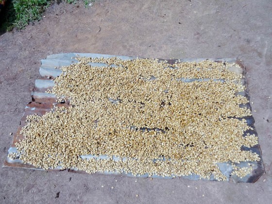 Coffee Beans Drying In The Sun