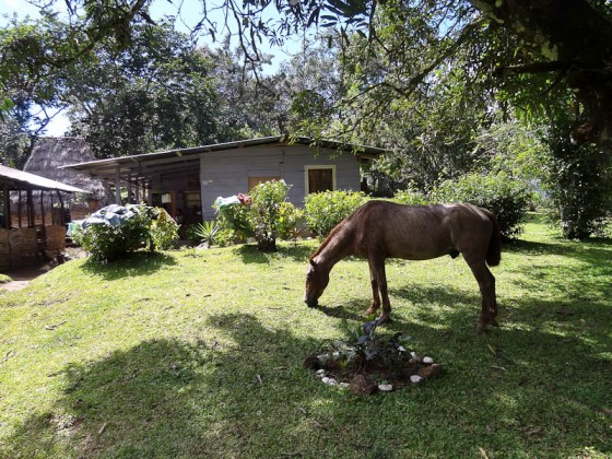 Coffee Harvesting House