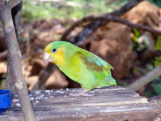 Colorful Bird