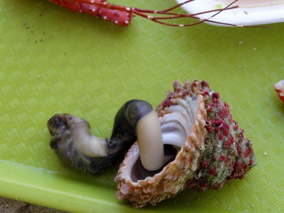 A Snail I Think