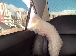Bon-Bon In The Car