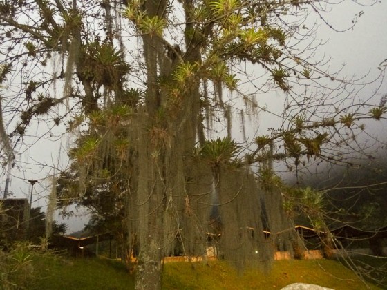 Cool Tree At Universidad de Los Andes