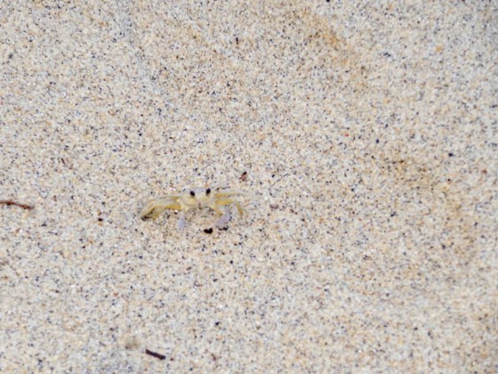 Crab On The Beach On My Way Back To The Camp Crab On The Beach On My Way Back To The Camp