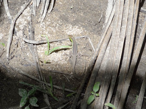 A Baby Iguana A Baby Iguana
