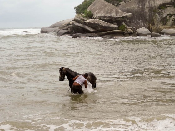 Horse Shower Horse Shower