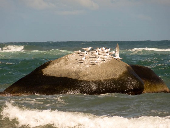 Birds On A Rock In The Sea Birds On A Rock In The Sea