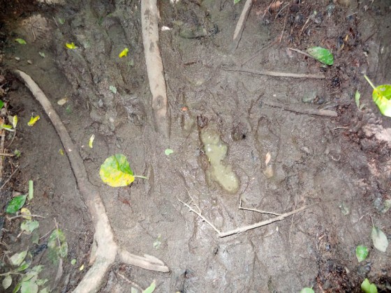 Very Muddy! Very Muddy!