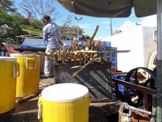 Raw Sugar Cane