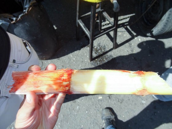 Inside A Piece Of Sugar Cane