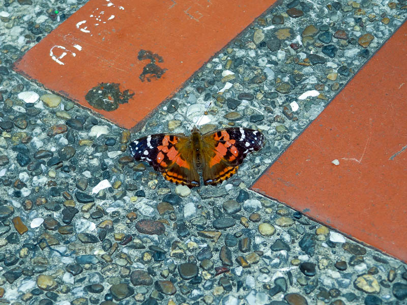 Butterfly At The Top Butterfly At The Top