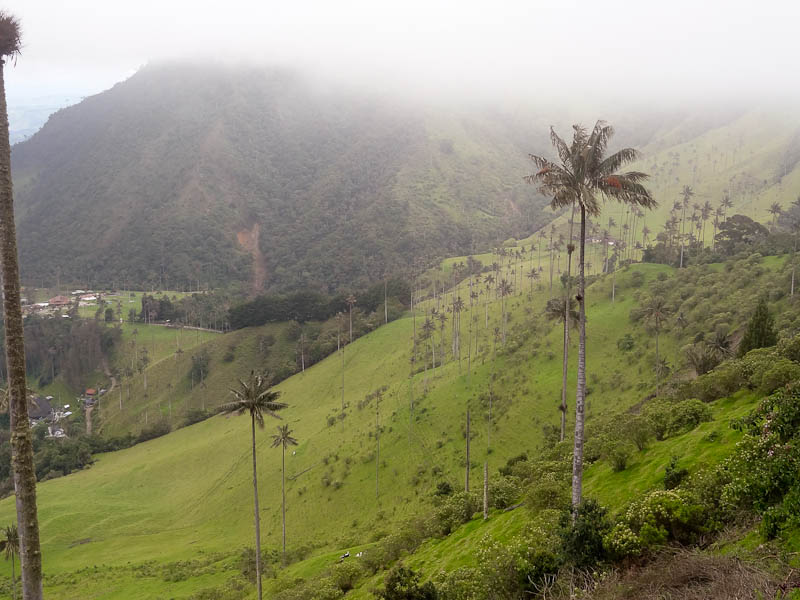 The Cocora Valley