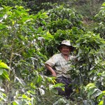 The Real Juan Valdez Surrounded By Coffee Plants - Taken 2-Feb-2012 - Neira, Coffee Zone, Colombia
