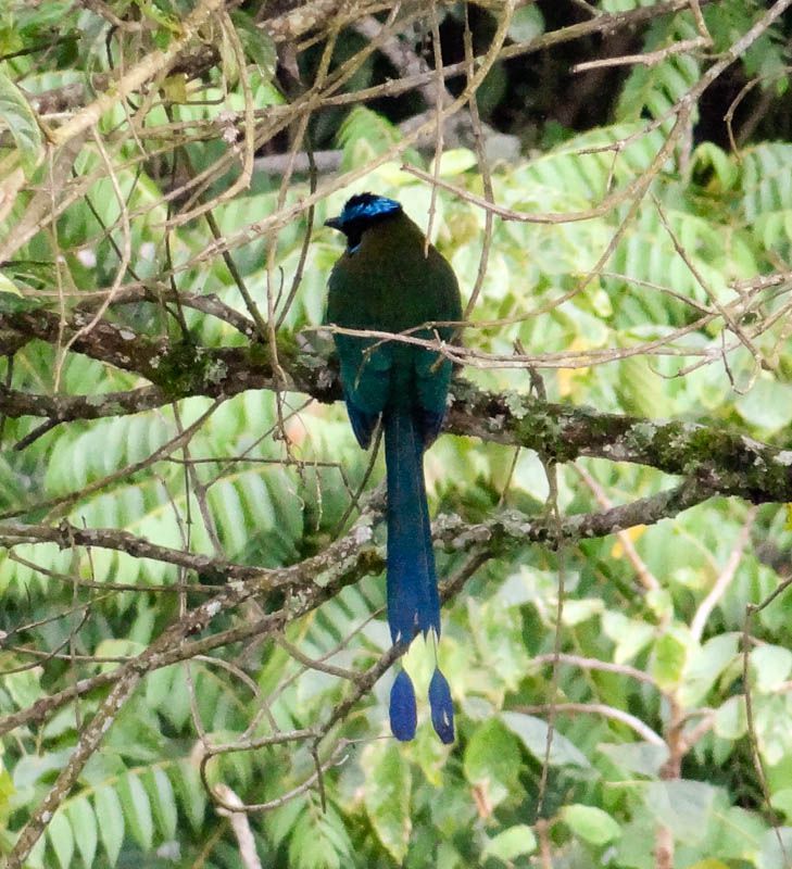 Beautiful Bird - Salento, Colombia