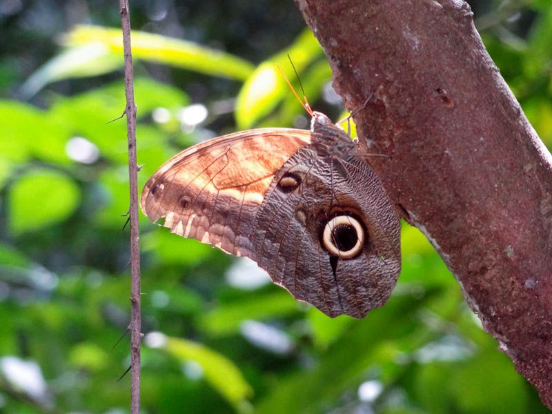Butterfly In Tayrona National Park In Colombia