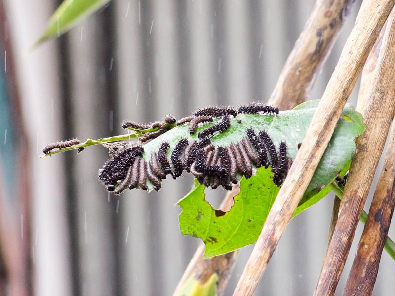 Caterpillars On A Leaf In The Rain - Cartago, Costa Rica